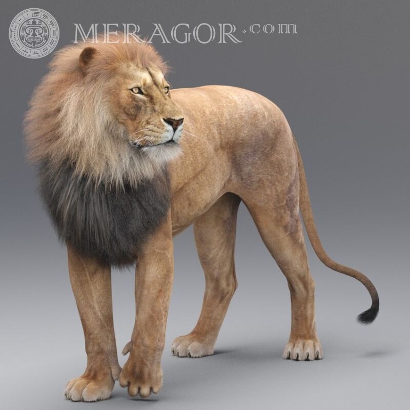 Avatar de leão Leões