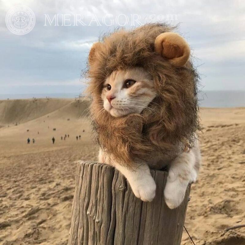 Gato engraçado avatar leão Leões Gatos Animais engraçados