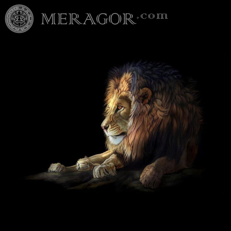 Красиві картинки лева Лев