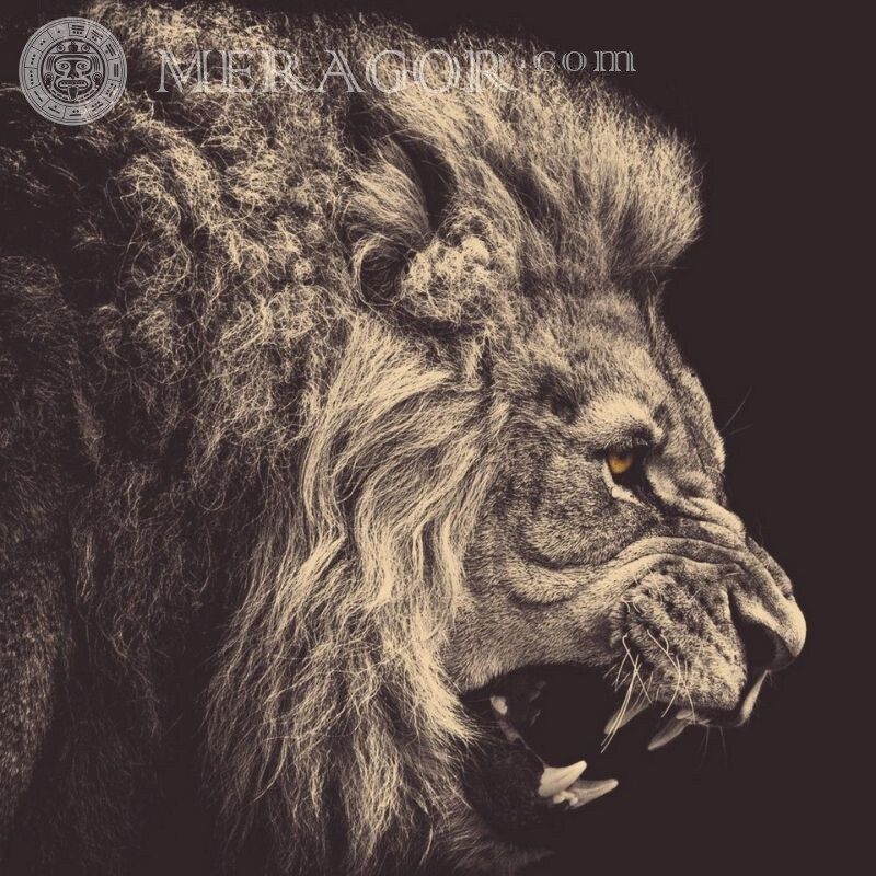 Leão rugindo no avatar Leões