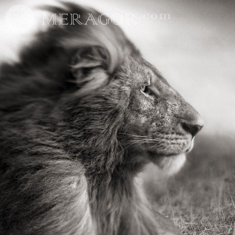 Красивый лев черно белое фото Львы