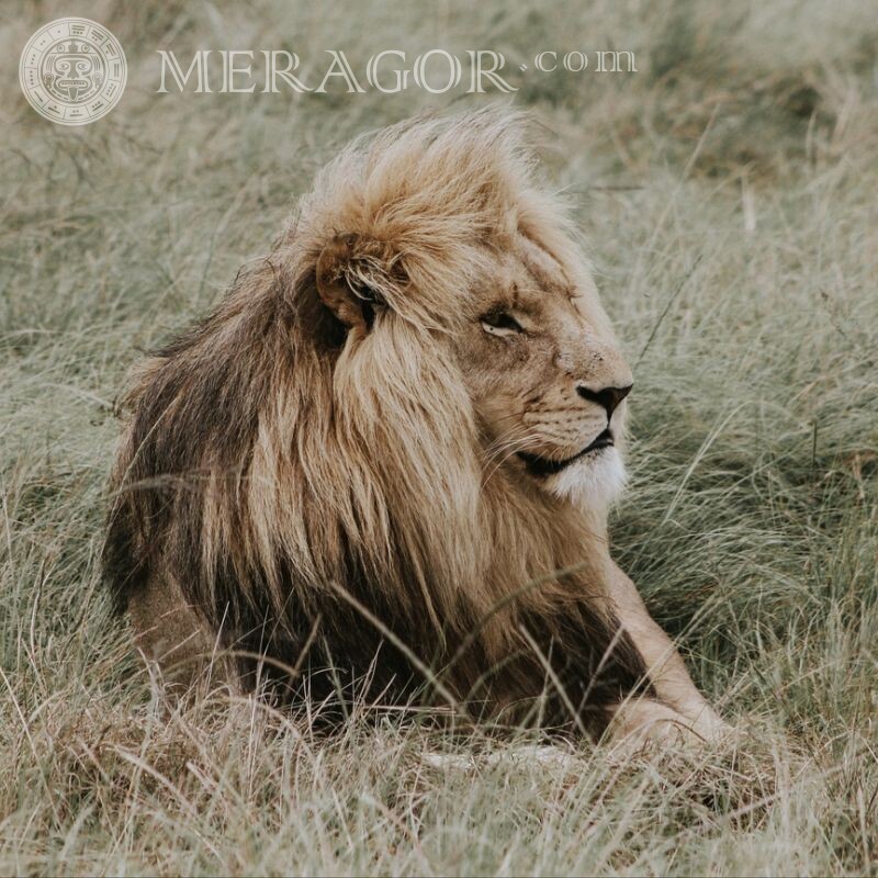Лев в саванне фотография на аватар Львы
