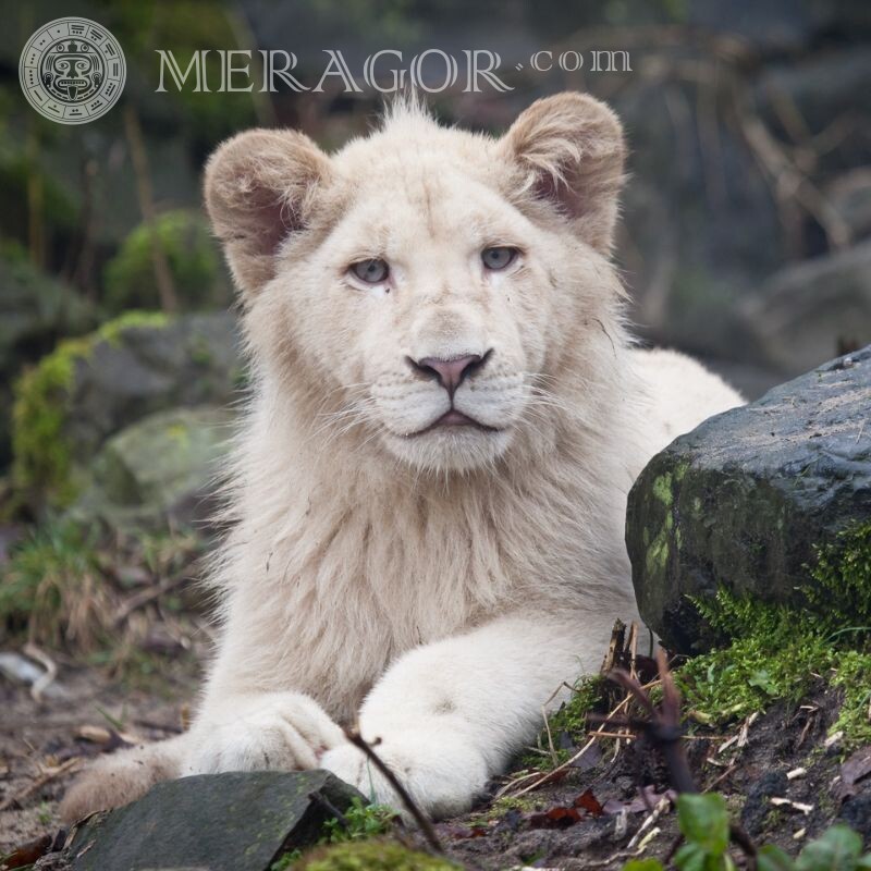 Leão branco no avatar Leões
