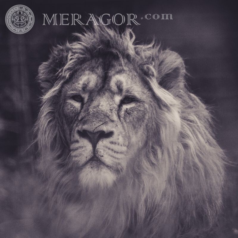Красива картинка з мордою лева Лев