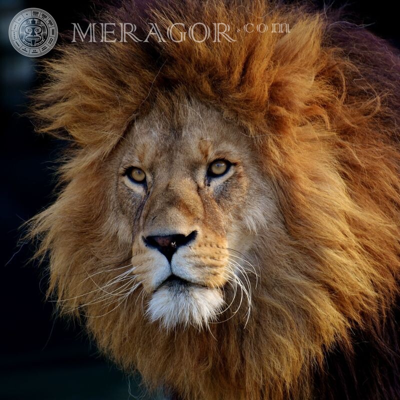 Avatar rosto de leão Leões
