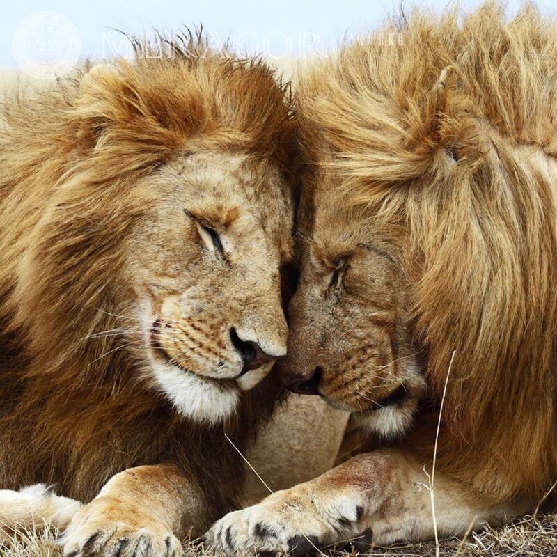 Два льва на аву Львы