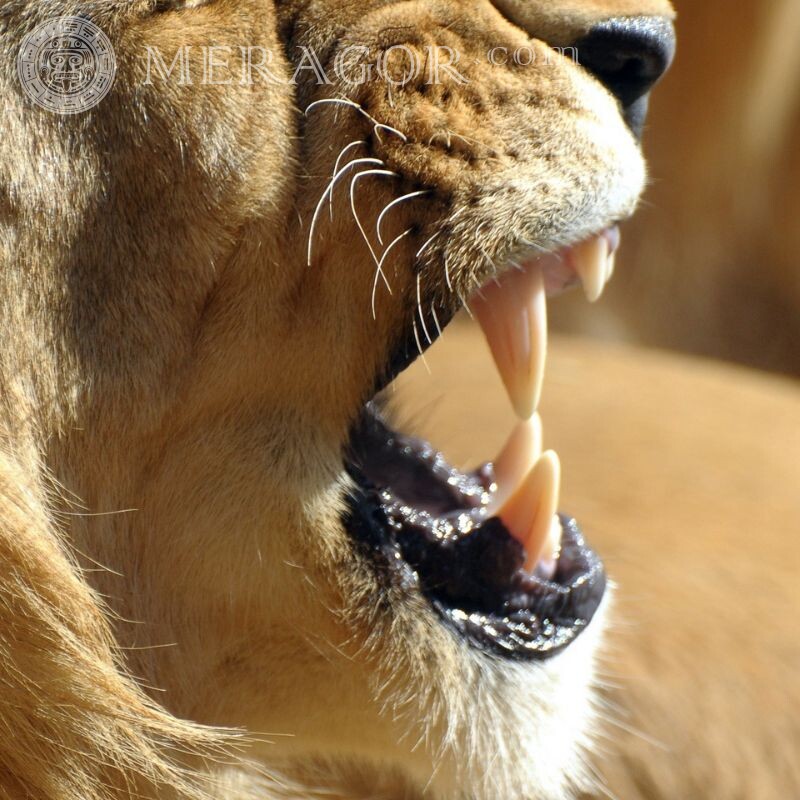 Зуби лева на аву Лев