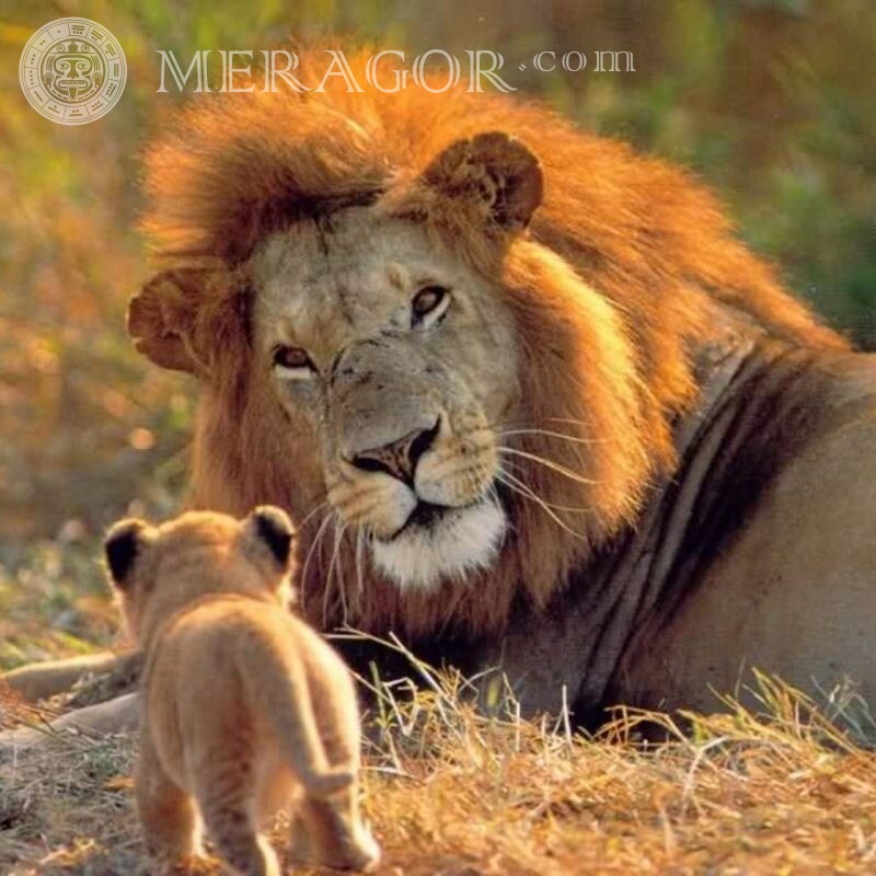 Лев и львенок фото на аватар Львы