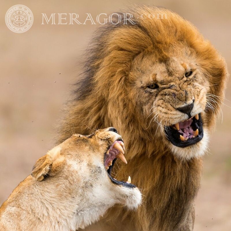 Photo sur les lions d'avatar rugissent Lions