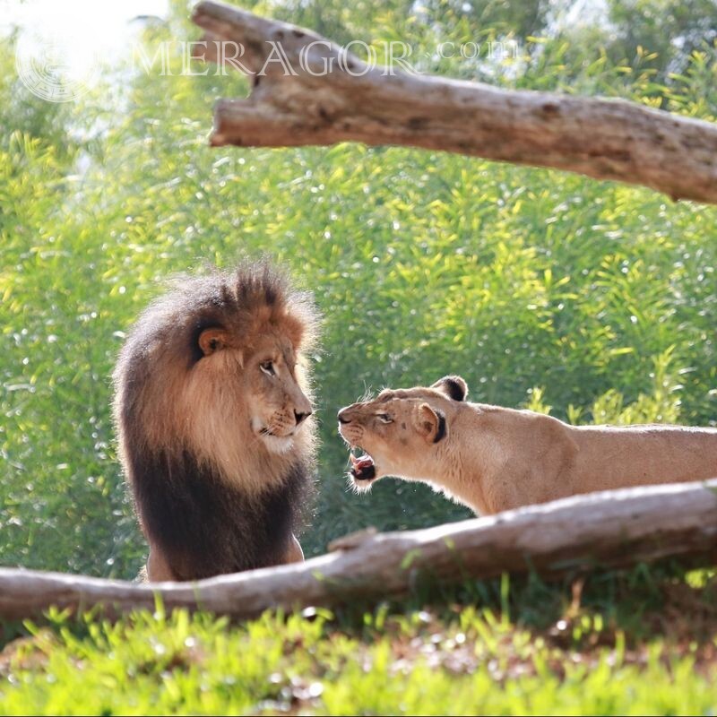 Lion et lionne sur avatar Lions