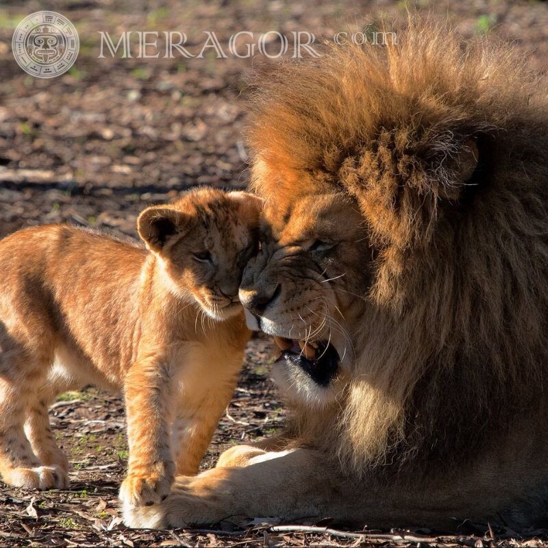 Leão com filhote de leão no avatar Leões