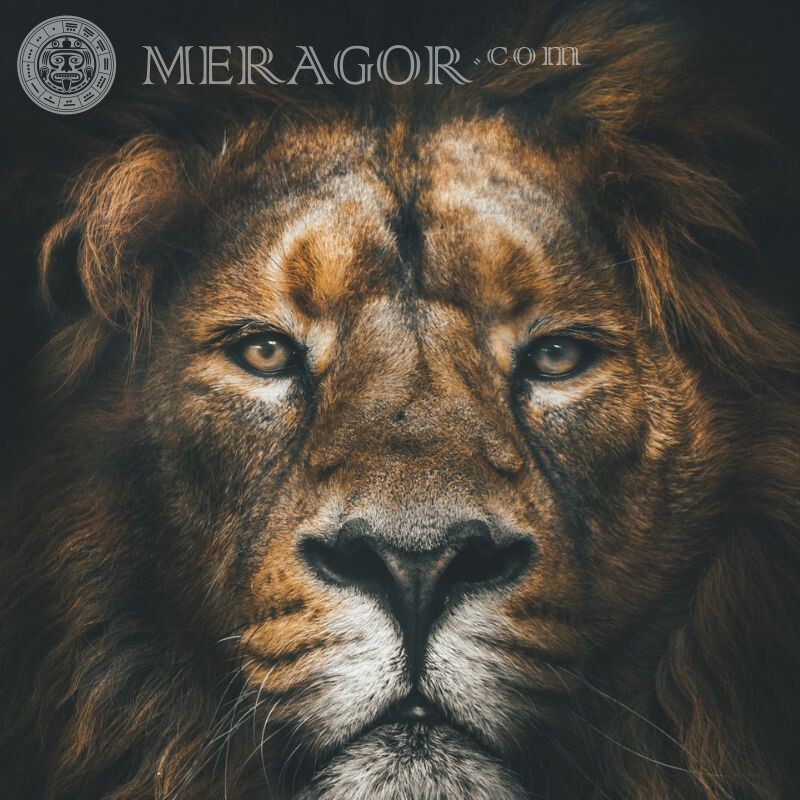 Красивое фото льва на аватар Львы