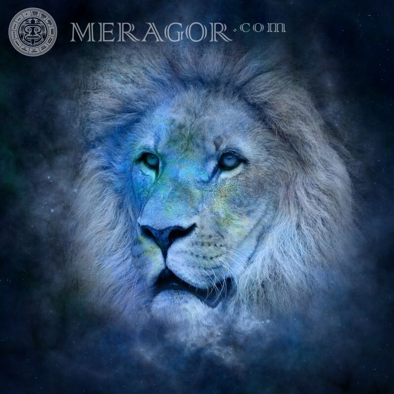 Фотографії лева на аватар Лев