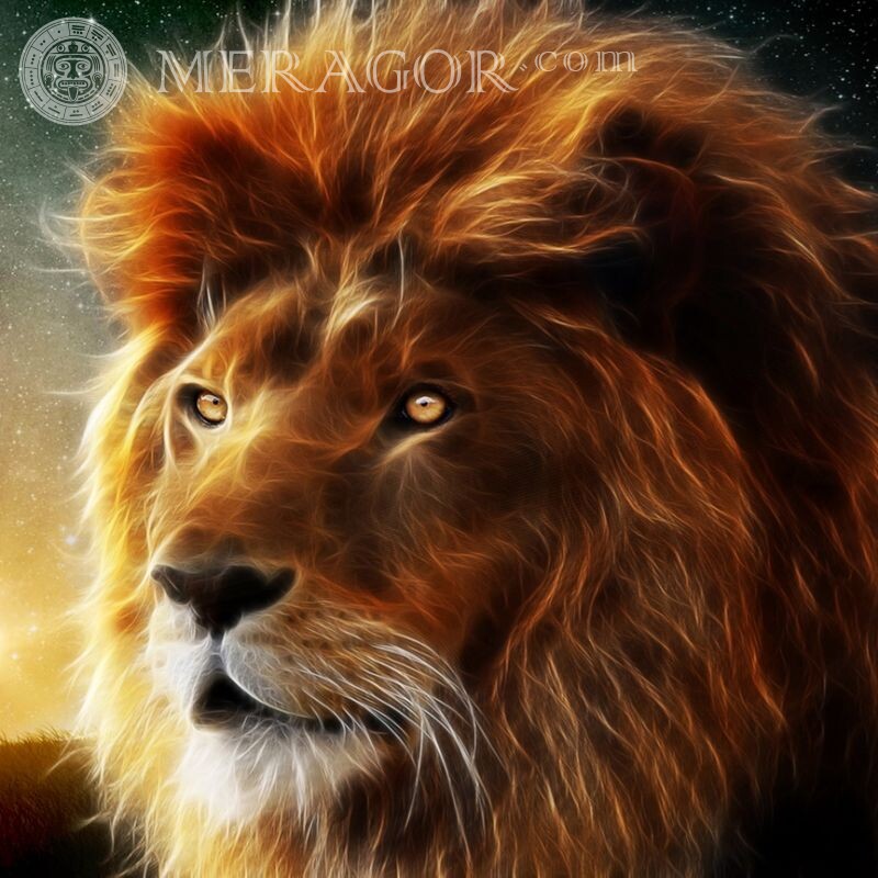 Найкрасивіші картинки з левами Лев