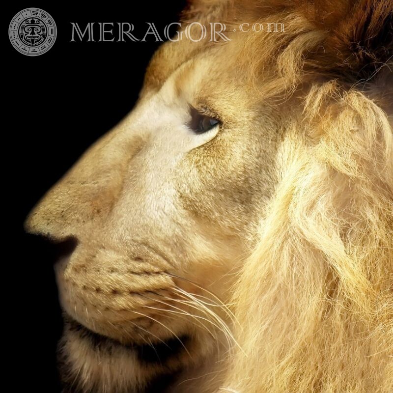 Лев на аву в профиль Львы
