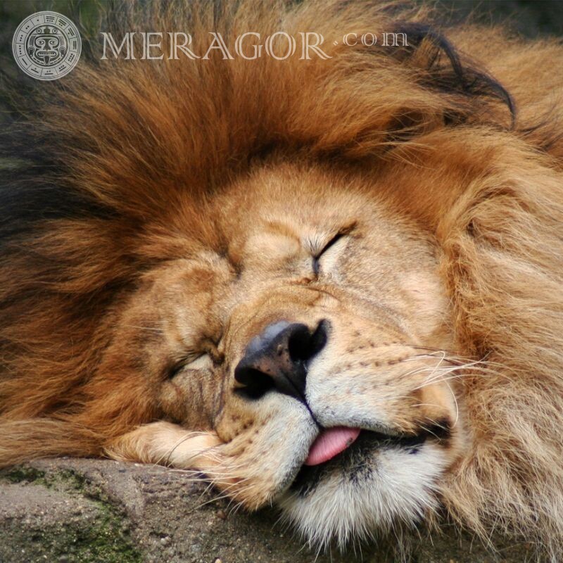 Сплячий лев на аву Лев