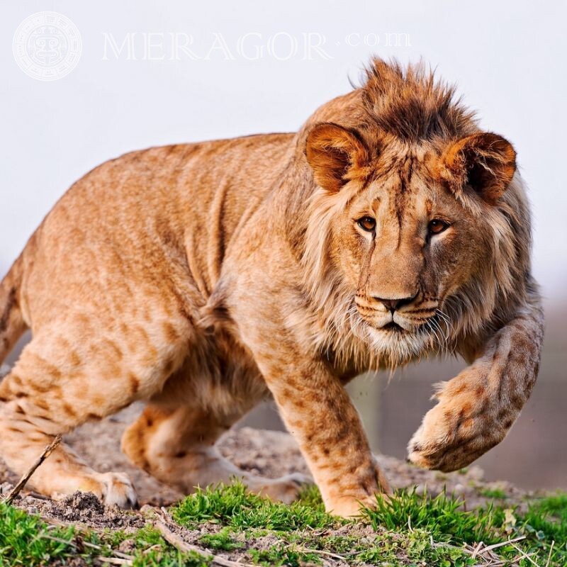 Avatar de león de montaña León