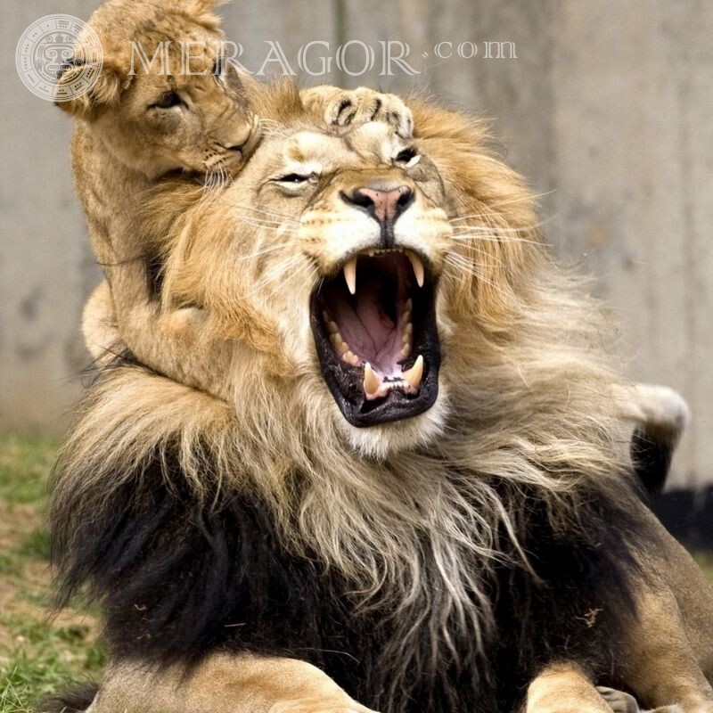 Leão com avatar de filhote de leão Leões