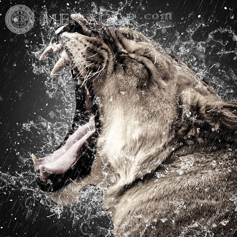 Foto de avatar de leão rugindo Leões