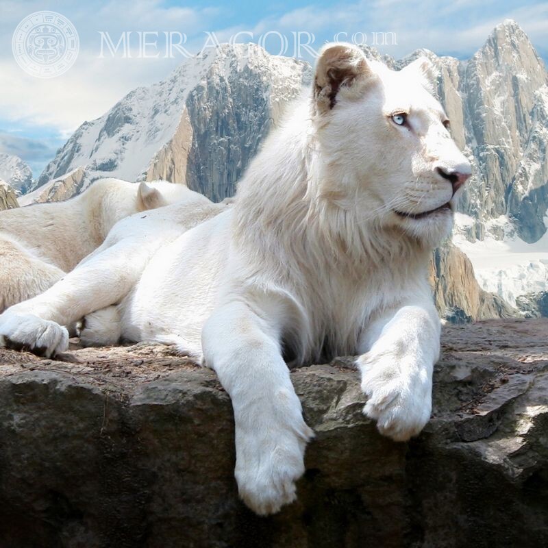 Schöner Avatar des weißen Löwen Loewen