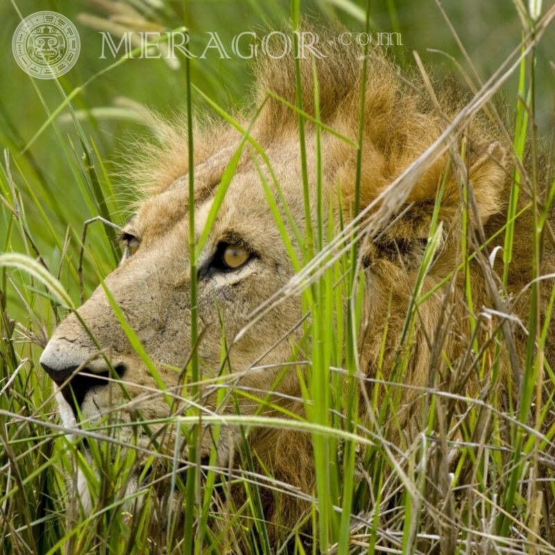 Foto de leão na grama para avatar Leões
