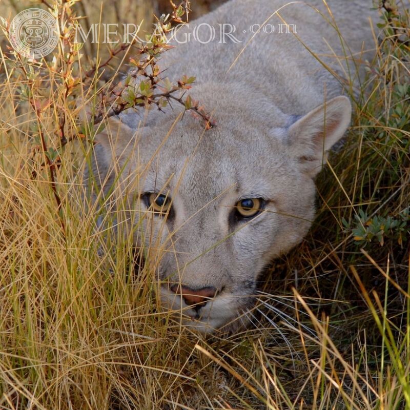 Beautiful lioness for avatar Lions