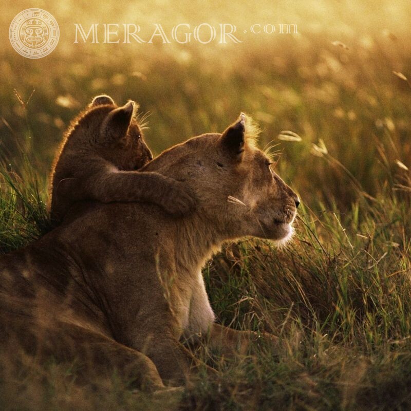 Lioness and lion cub, icon about motherhood Lions
