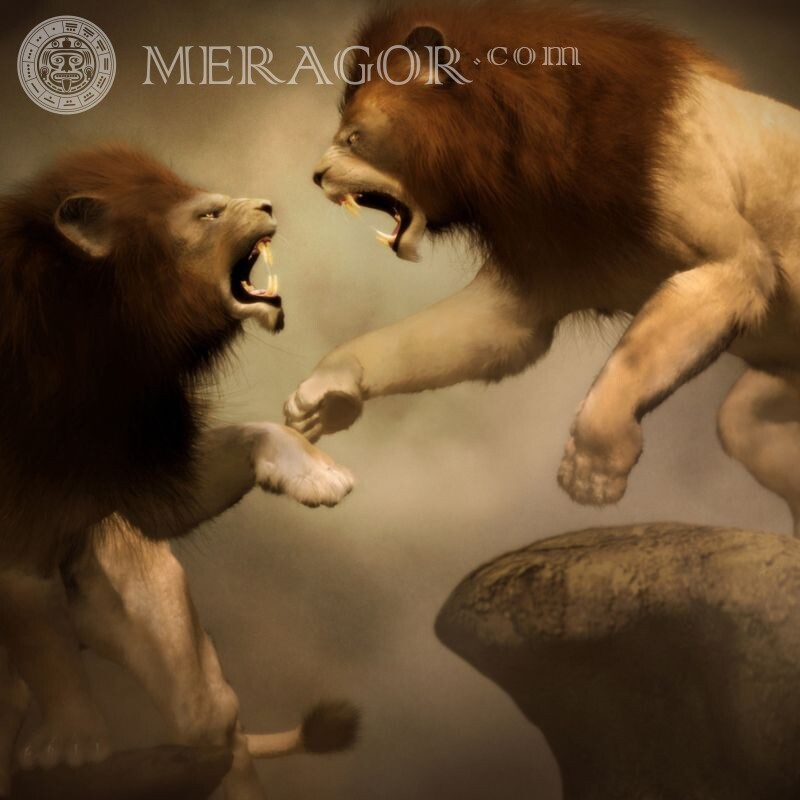 Lions combattent photo d'avatar Lions