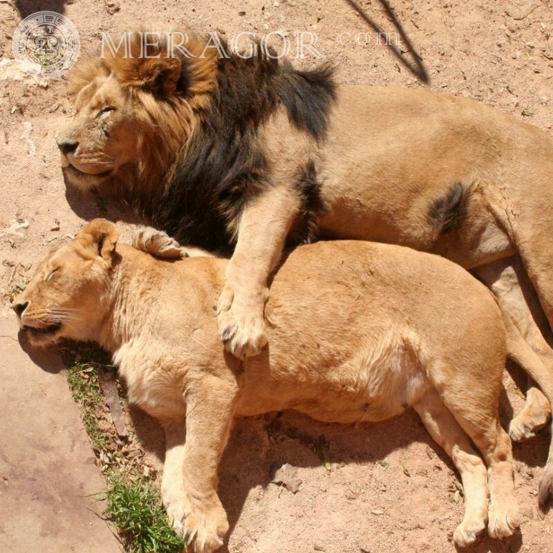 Familia de leones, imagen en avatar él + ella León Amor