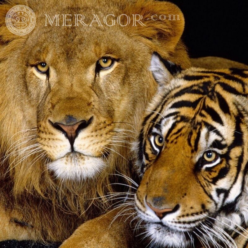 Foto de leão e tigre para avatar Leões Os tigres