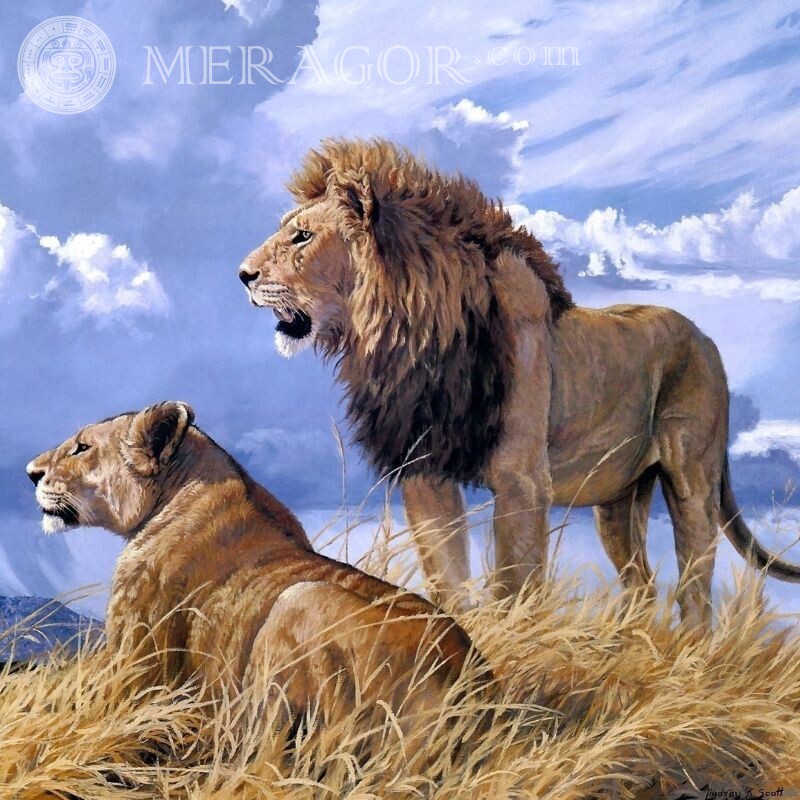 Schönes Bild eines Löwen und einer Löwin Loewen