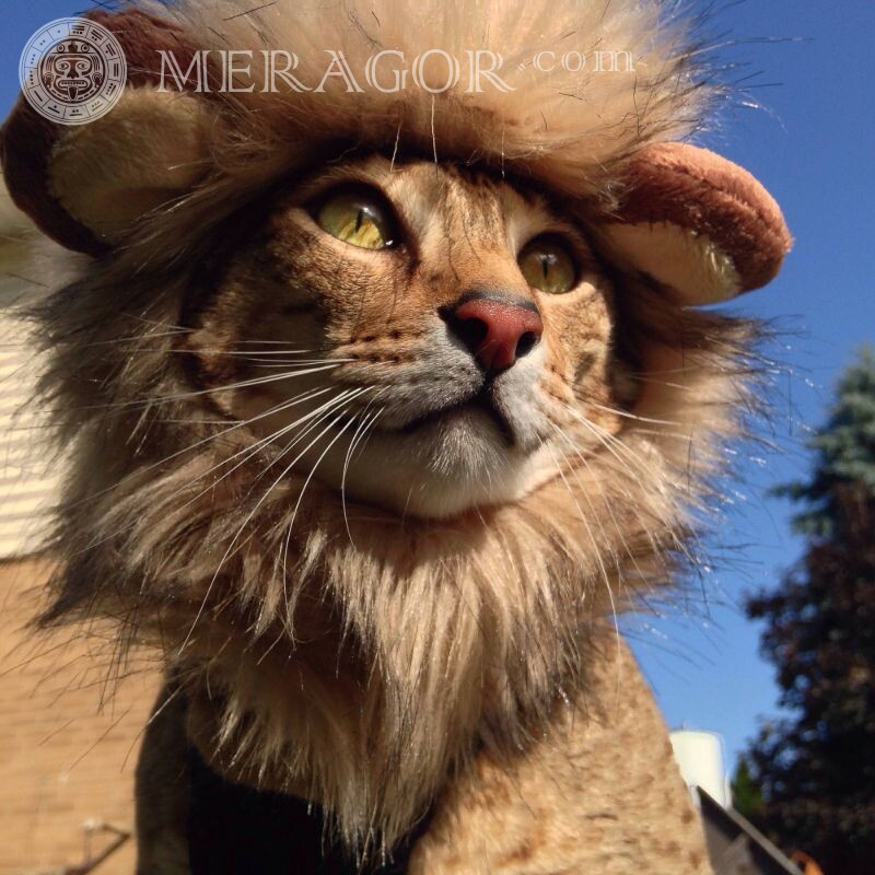 Прикольная ава кошка лев Львы Коты Смешные животные