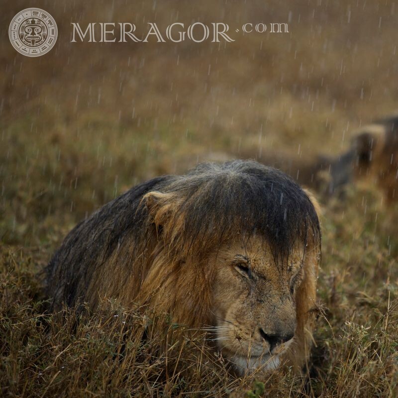 Wet Lion for avatar Lions