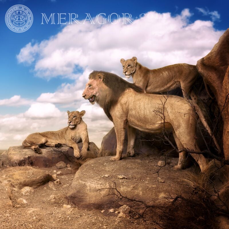 Imagen de una bandada de leones para un avatar. León