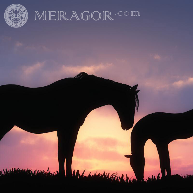 Um par de cavalos ao pôr do sol na rede social Cavalo