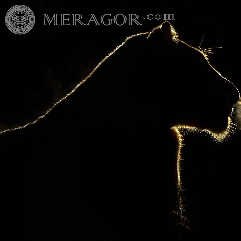 Контур львицы на тёмном фоне на профиль Львы