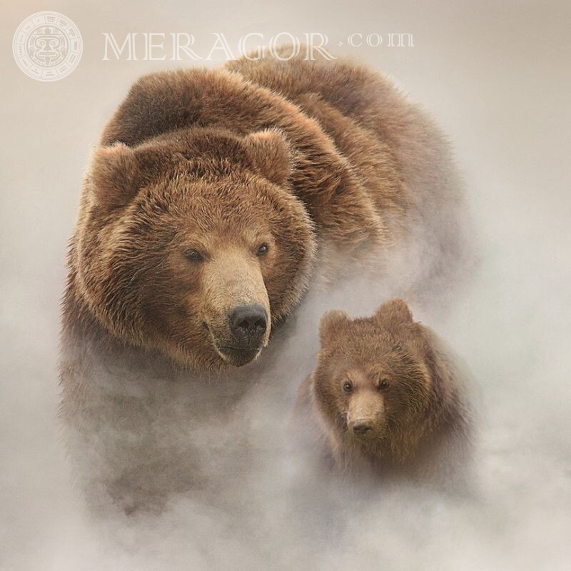 Ведмедиця і ведмедик красиве фото на аву Ведмідь