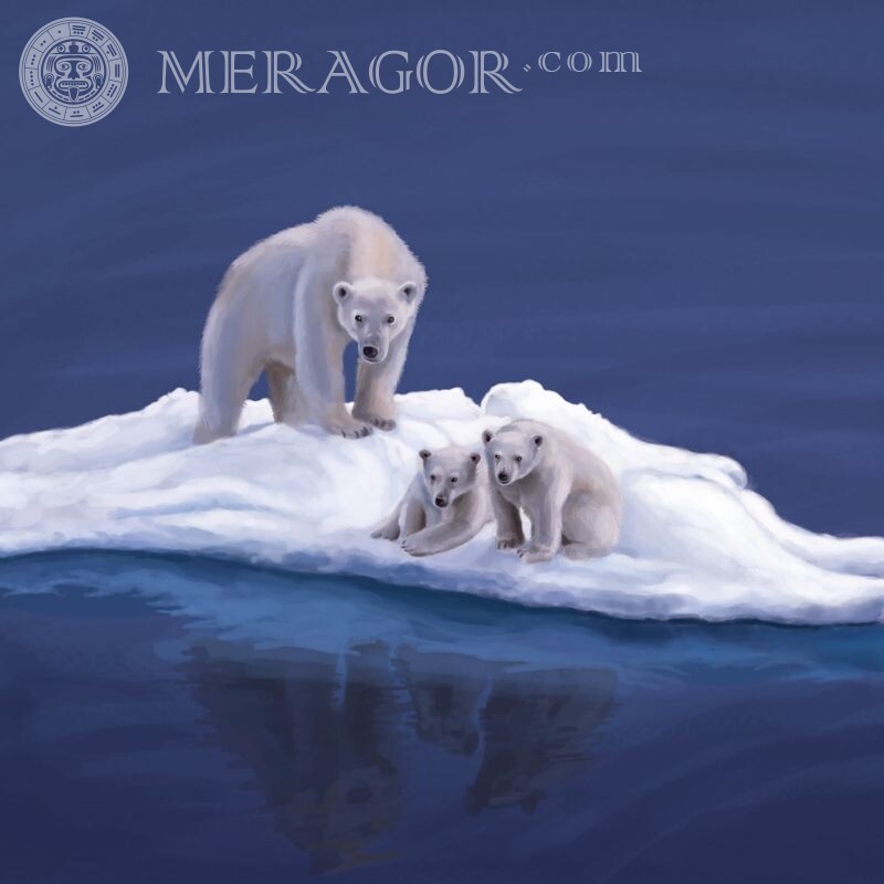 Família de ursos polares no avatar Os ursos