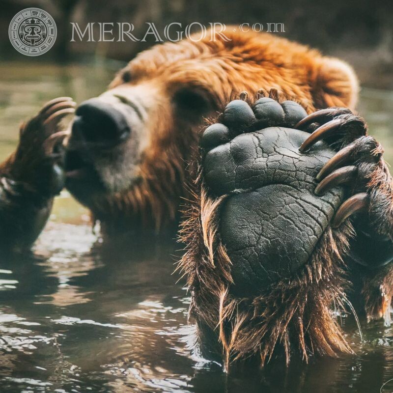 Медведь купается в реке фото на аву Медведи