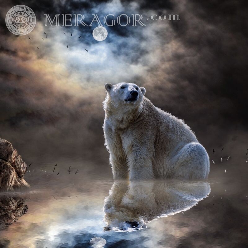 Beautiful picture with a polar bear for icon Bears