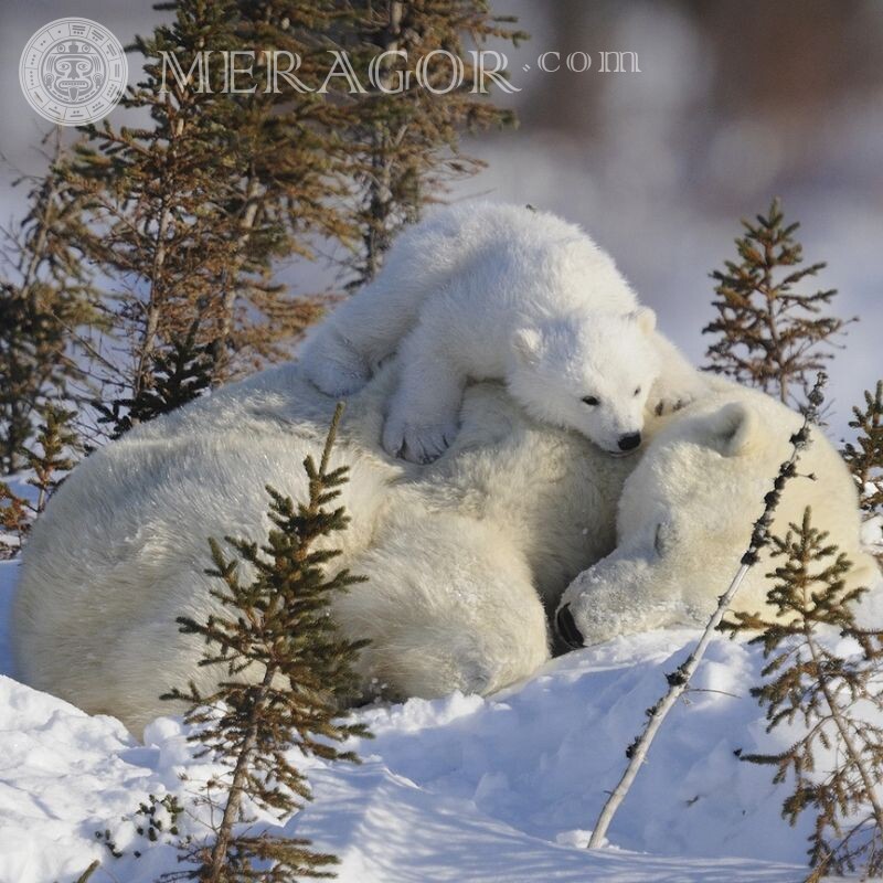Polar Bear and Teddy Bear for icon Bears