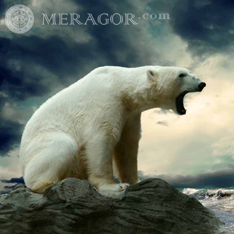 Angry Polar Bear for icon Bears