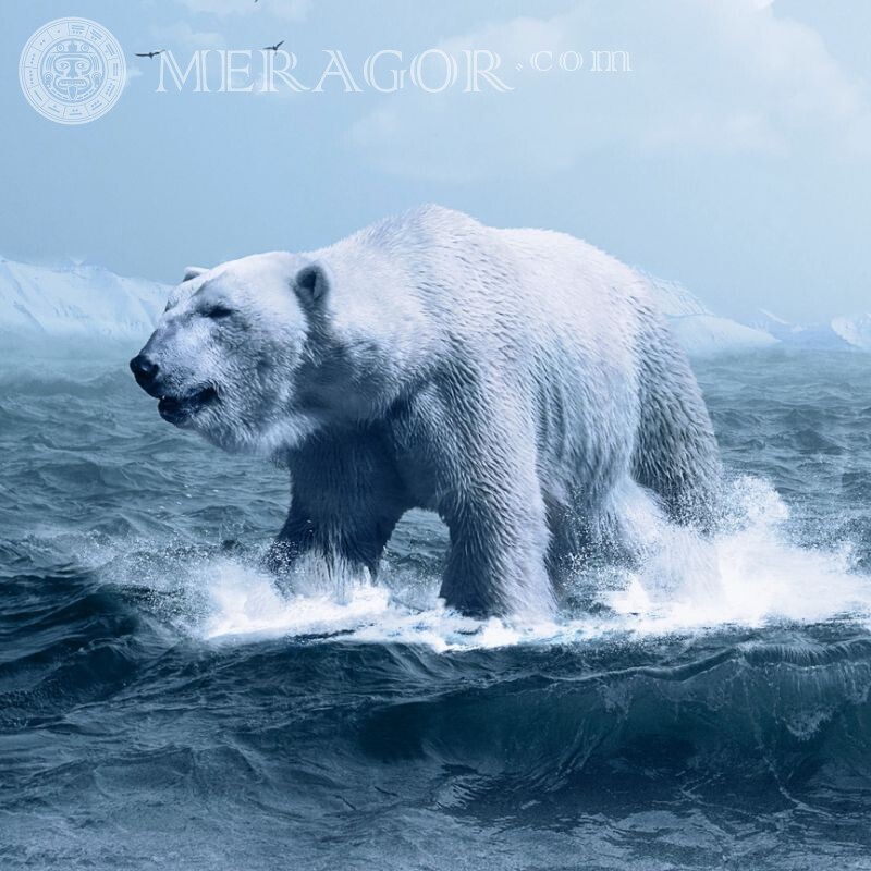 Linda foto de um urso polar em um avatar Os ursos