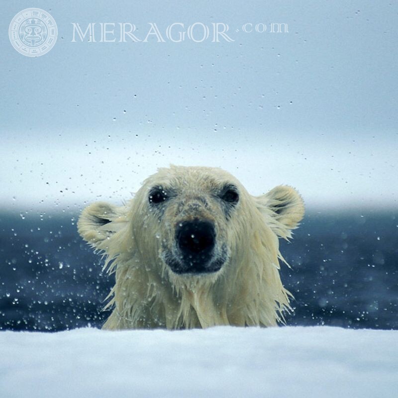 Foto legal no avatar do urso polar Os ursos