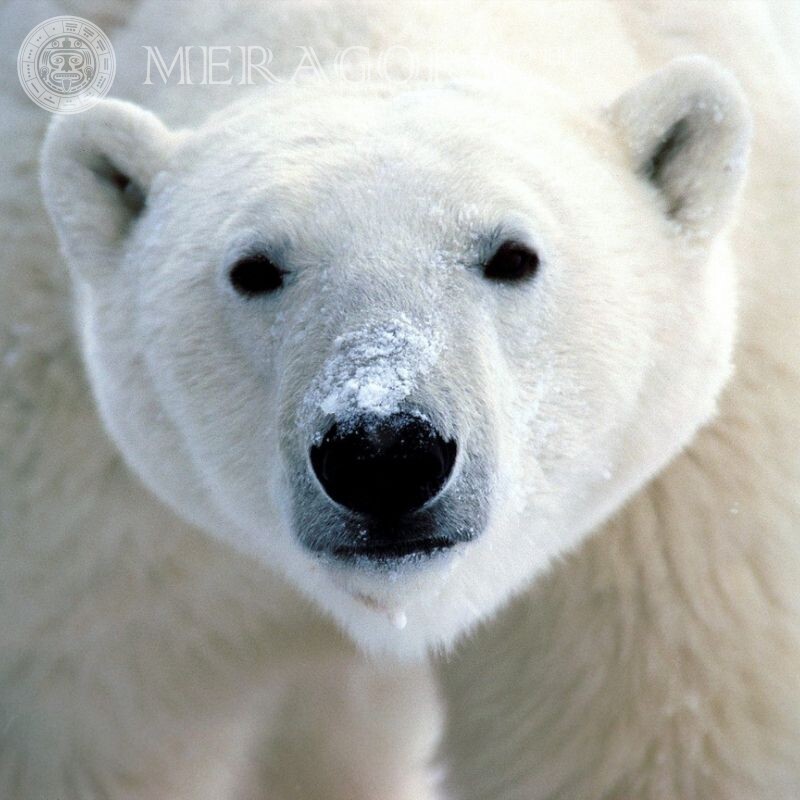Lindo urso polar no avatar Os ursos
