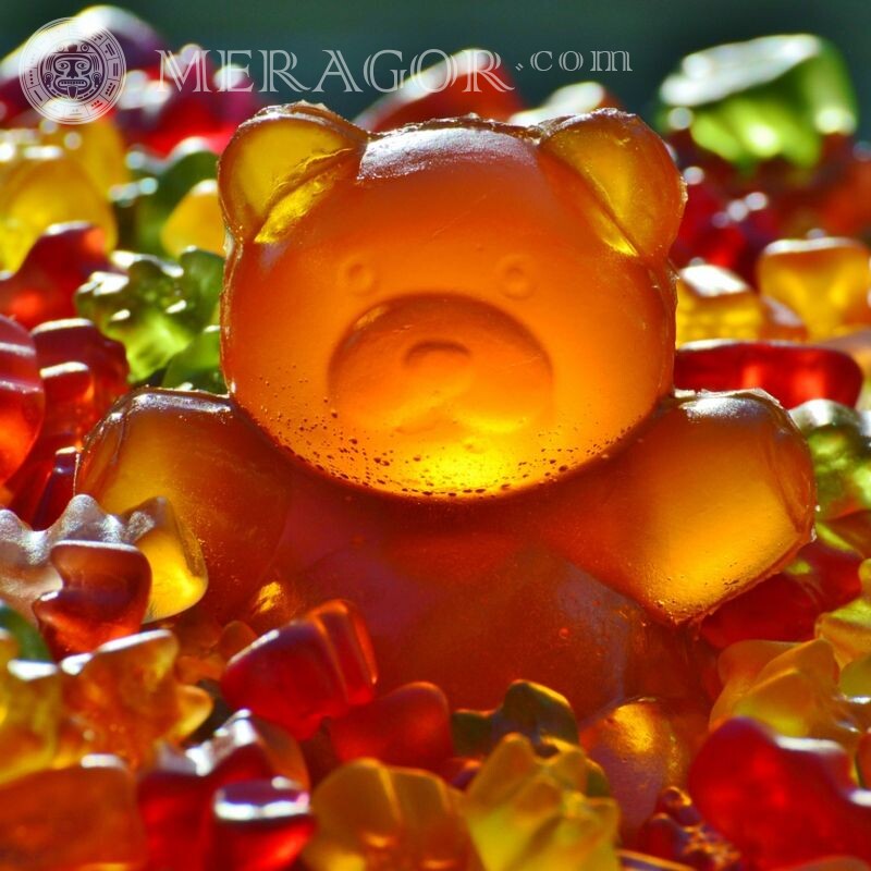 Marmalade Bear for profile pic Bears