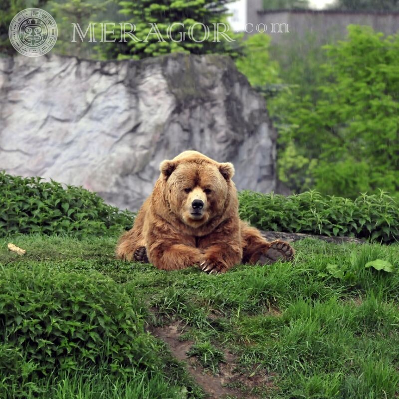 Ведмідь на аву в ВК Ведмідь