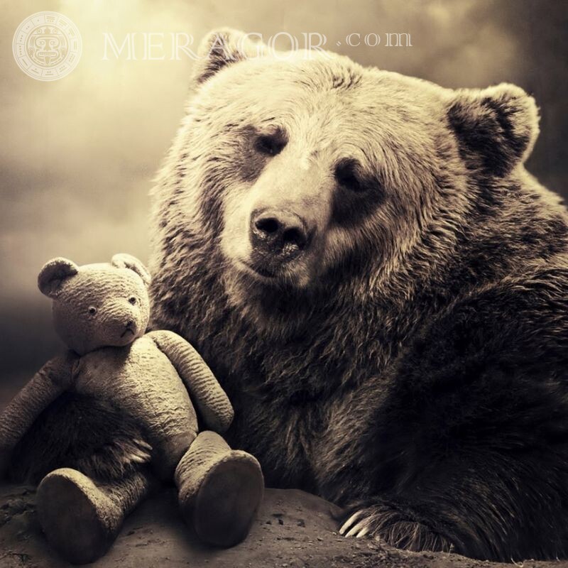 Красивый аватар с медведями Медведи
