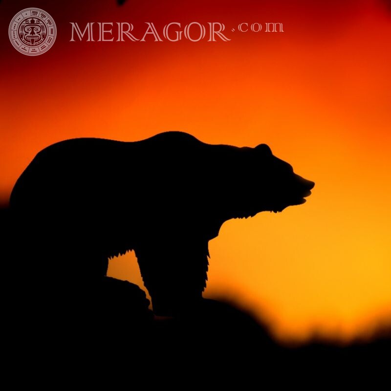 Silhouette eines Bären auf einem Avatar Baer Silhouette