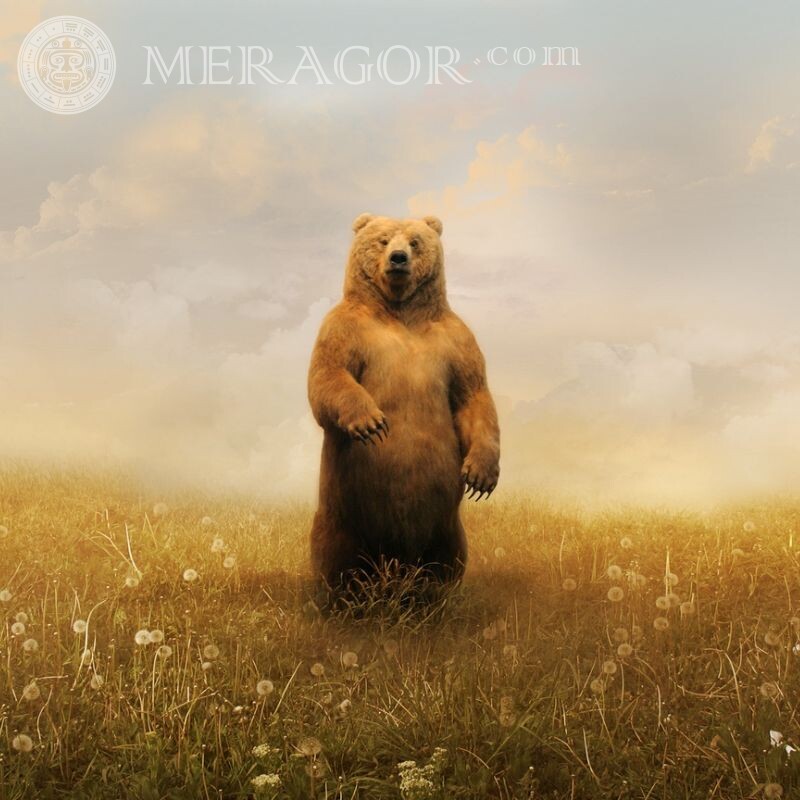 Hermoso arte con un oso para la portada de VK. Osos